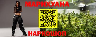 сатива Гай